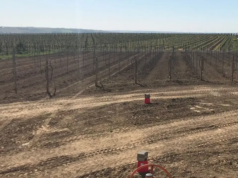 Weingut 104, Projekt 104 – Bild 3 von 3