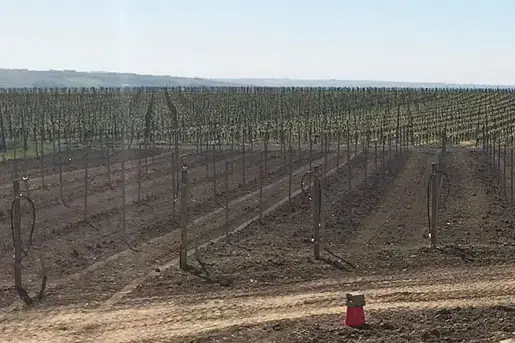 Weingut 104, Projekt 104 – Bild 1 von 3