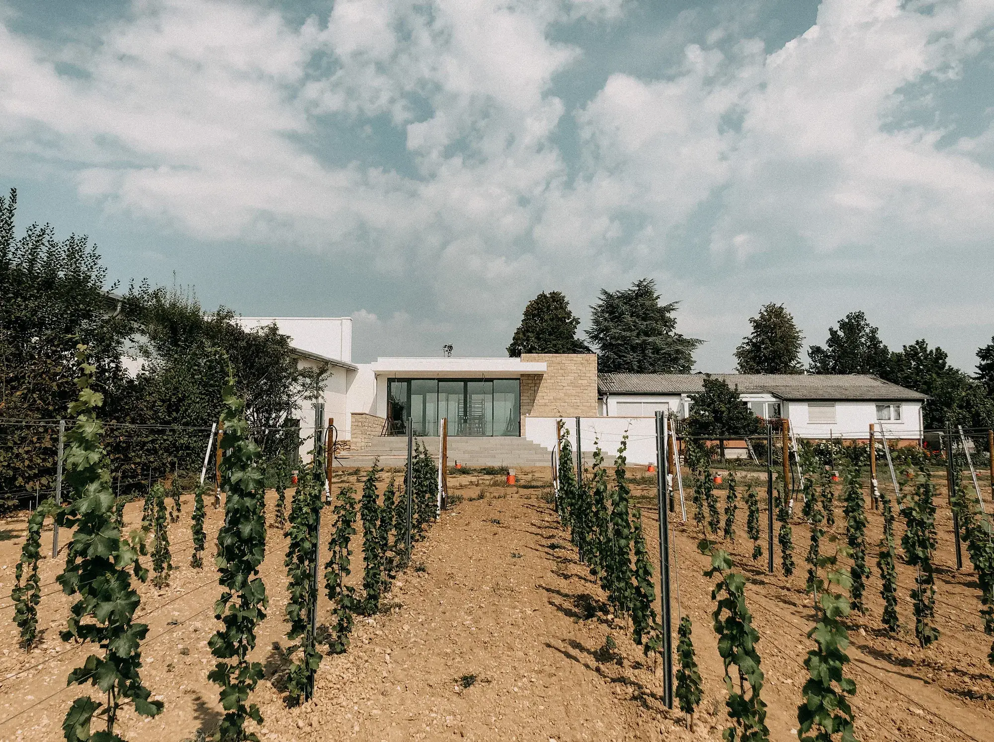 Weingut B. in Rheinhessen, Rheinhessen – Weinberg und Neubau